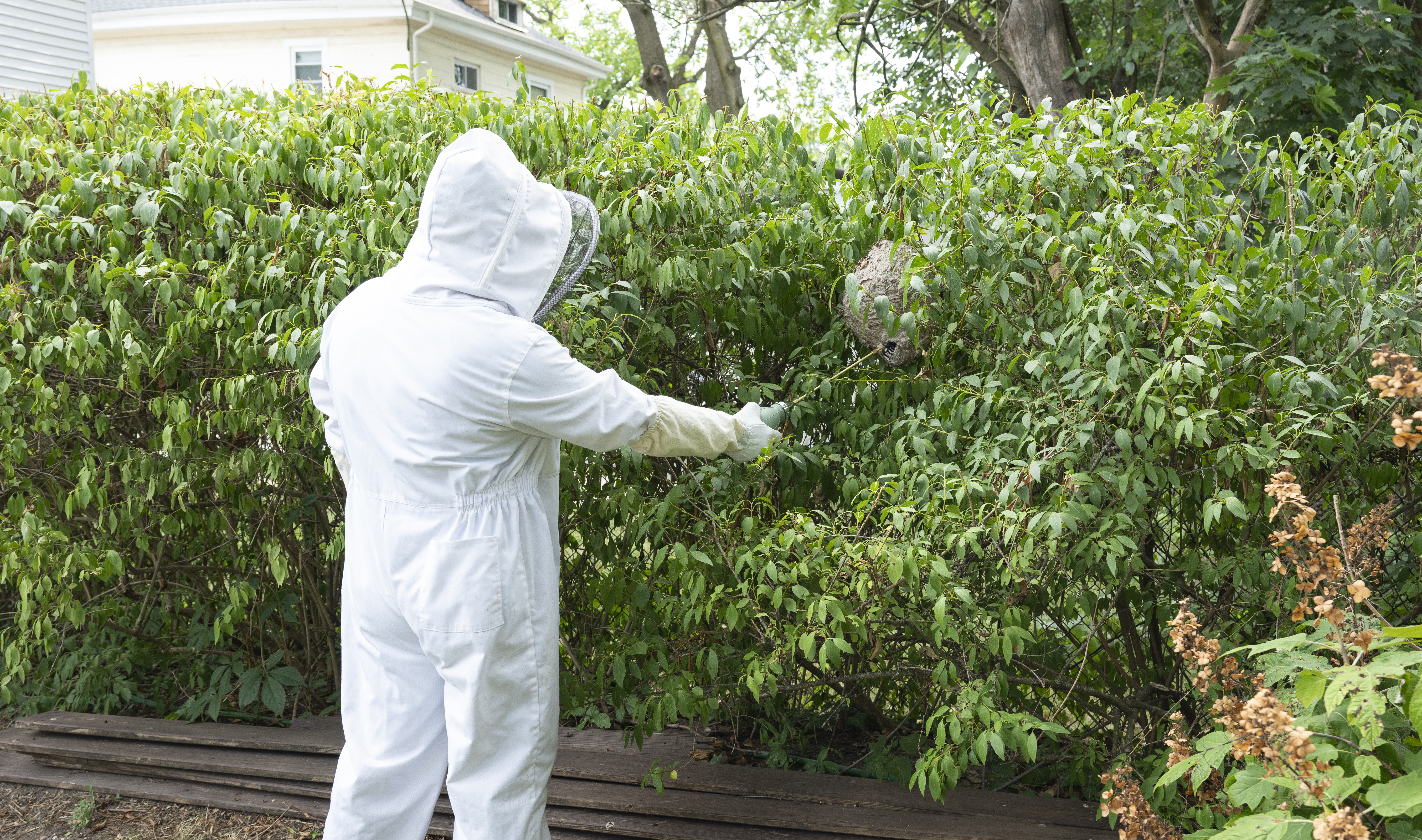 Home Wasp Nest Removal in North Carolina and South Carolina