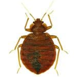 Bed-bug