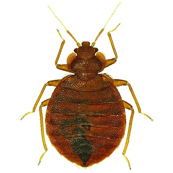 Bed-bug