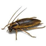 German-Cockroach