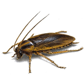 German-Cockroach