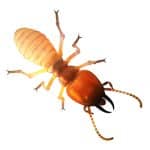 Termite