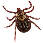 Tick