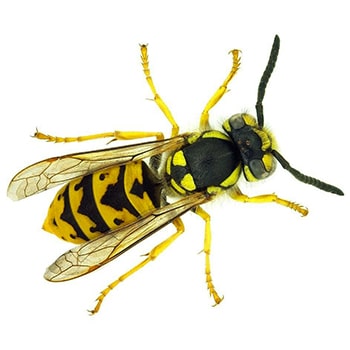 Wasp