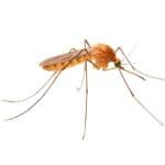 mosquito2