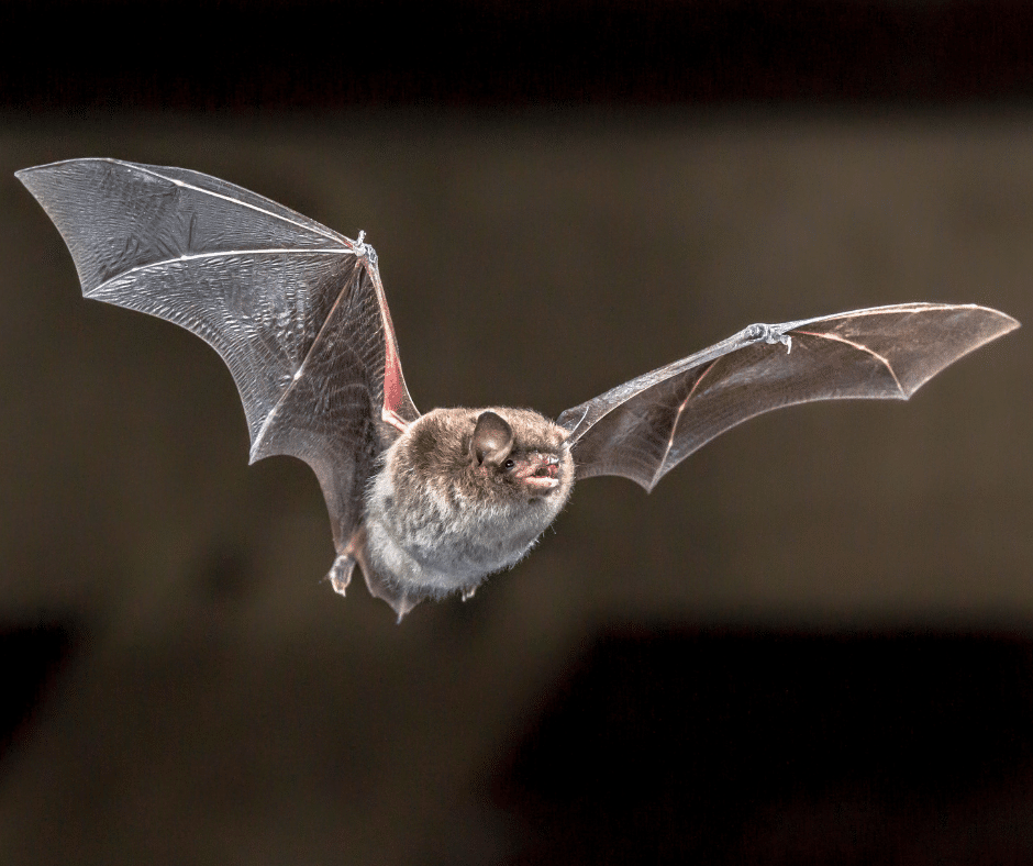 Bat control in North and South Carolina