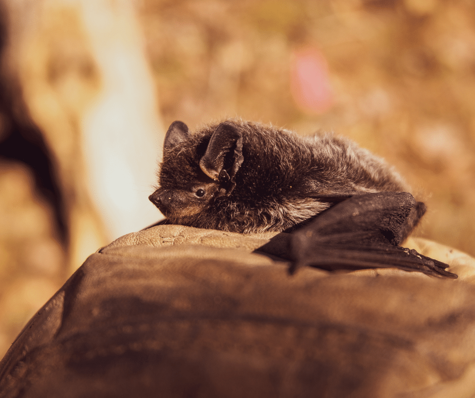 Bat control in North and South Carolina