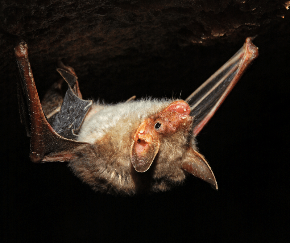Quality bat control in North and South Carolina