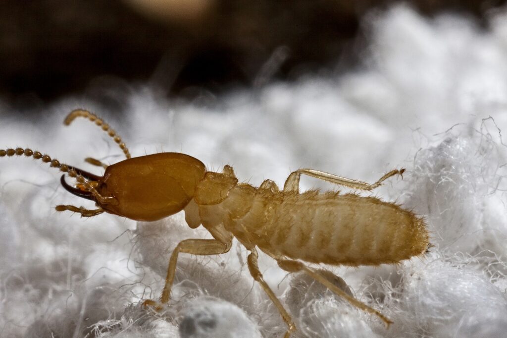 Formosan Termite