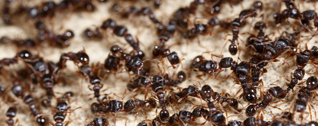 Get Rid of Ants in South Carolina and North Carolina