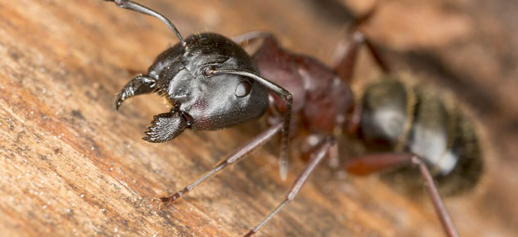 Ant Control - Anticimex Carolinas