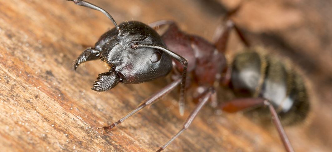 Ant Prevention in South Carolina and North Carolina
