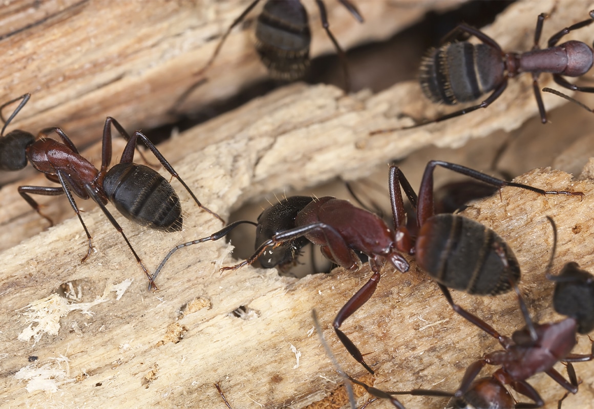 Ant Exterminator in North Carolina and South Carolina