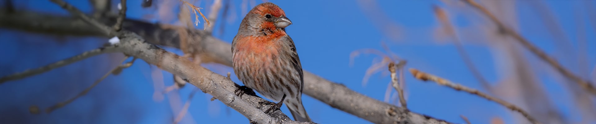 Bird control and prevention in North Carolina and South Carolina