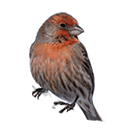 Bird Control in North Carolina and South Carolina
