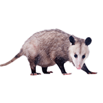 Opossum Control in North Carolina and South Carolina