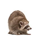 Raccoon Control in North Carolina and South Carolina