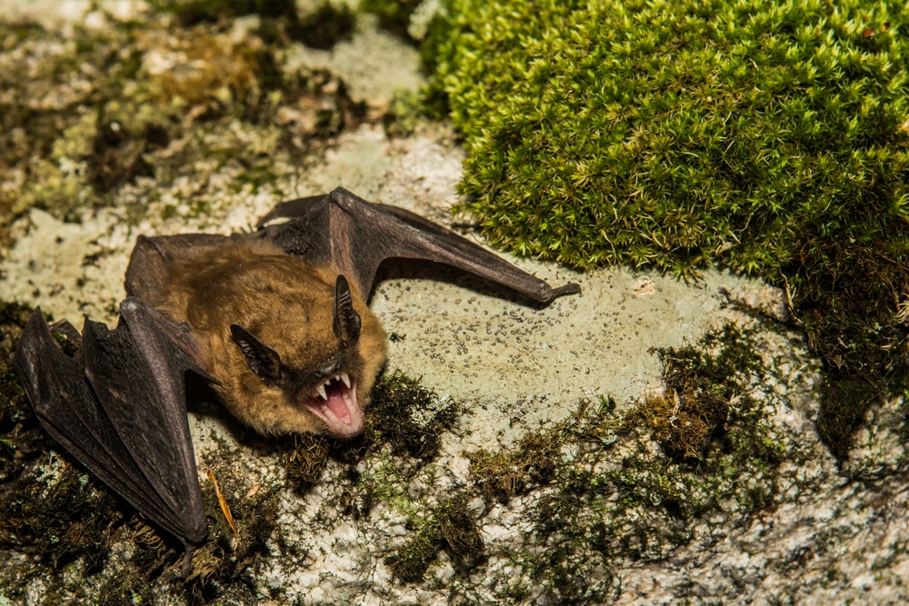 Big Brown Bat