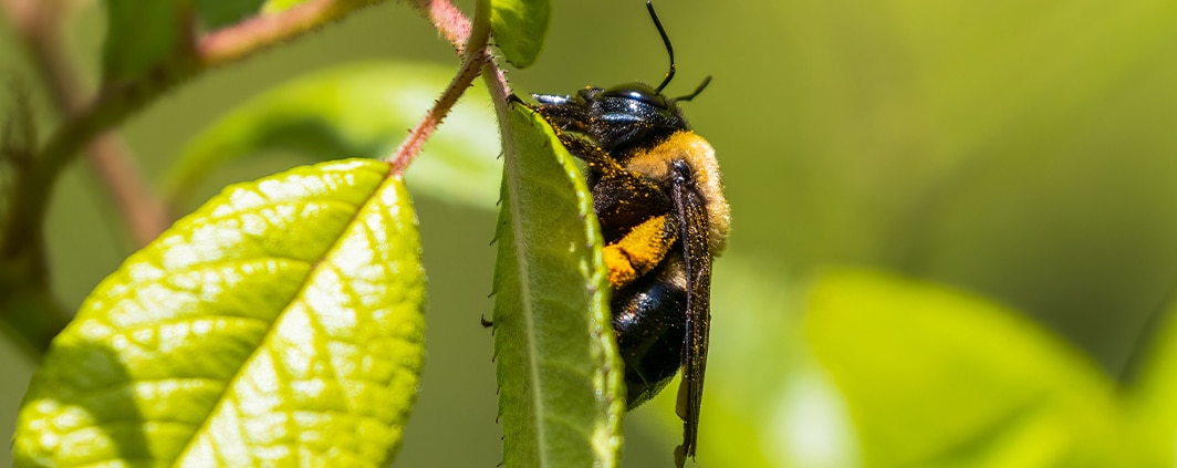 Prevent Carpenter Bees in North Carolina and South Carolina