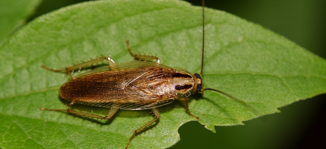 German Cockroaches in North Carolina and South Carolina