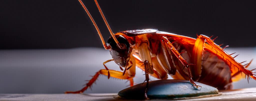 Cockroach Exterminator