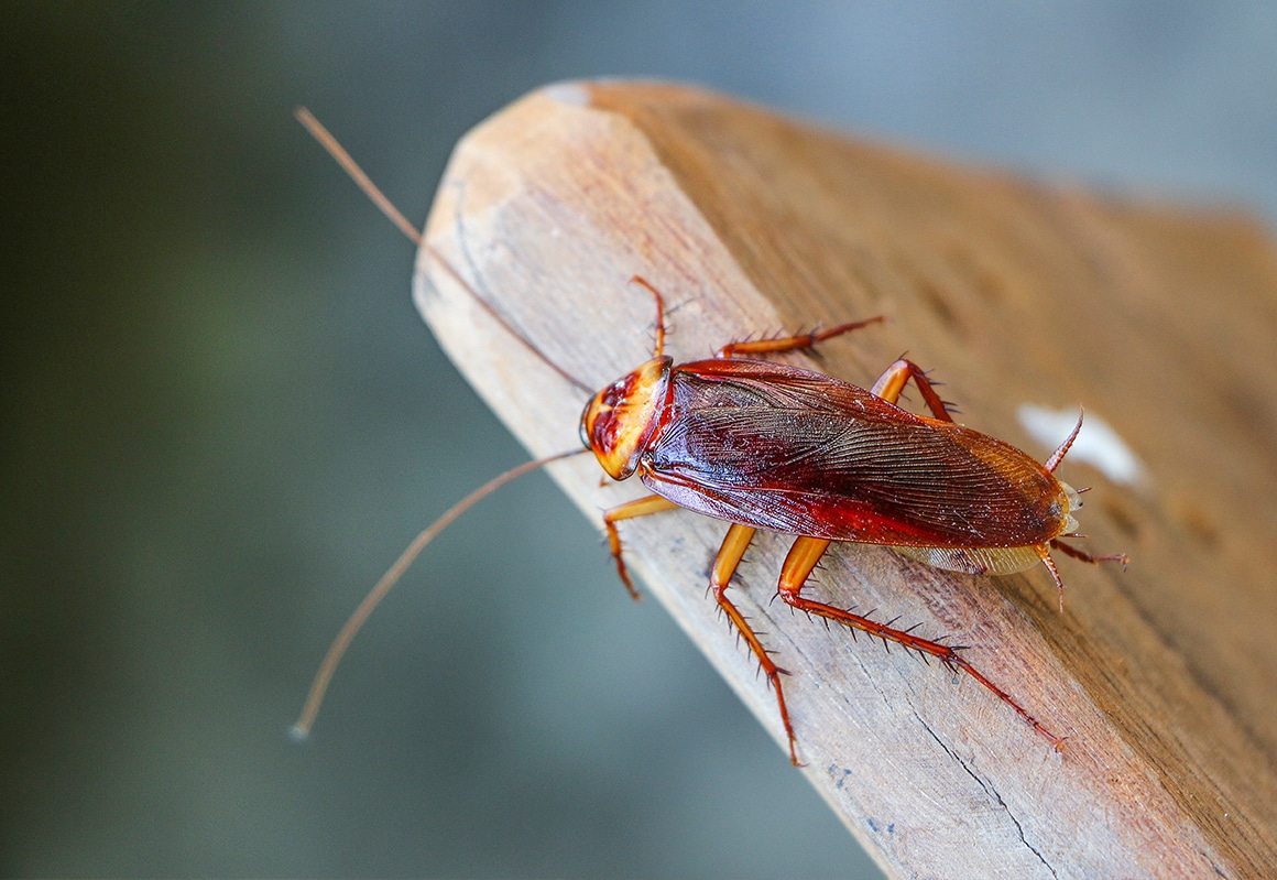 Signs of a Cockroach Infestation in North Carolina and South Carolina