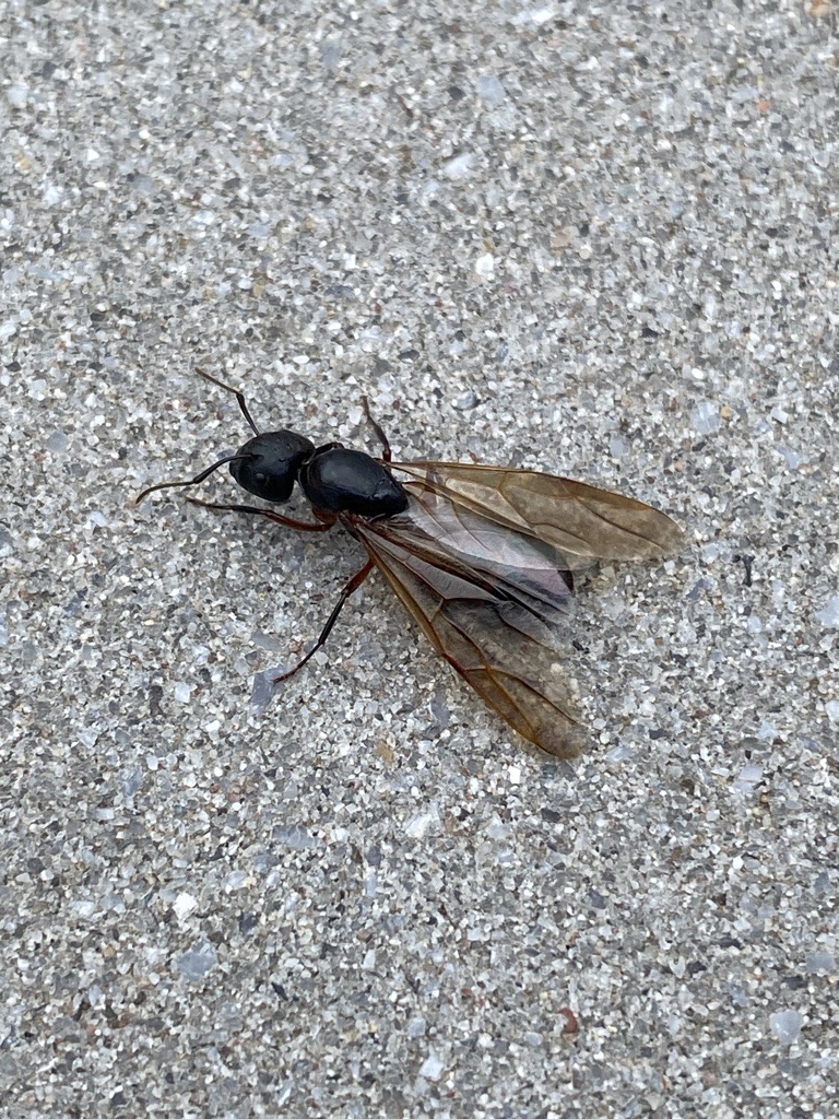 Flying Ant Exterminator in the Carolinas
