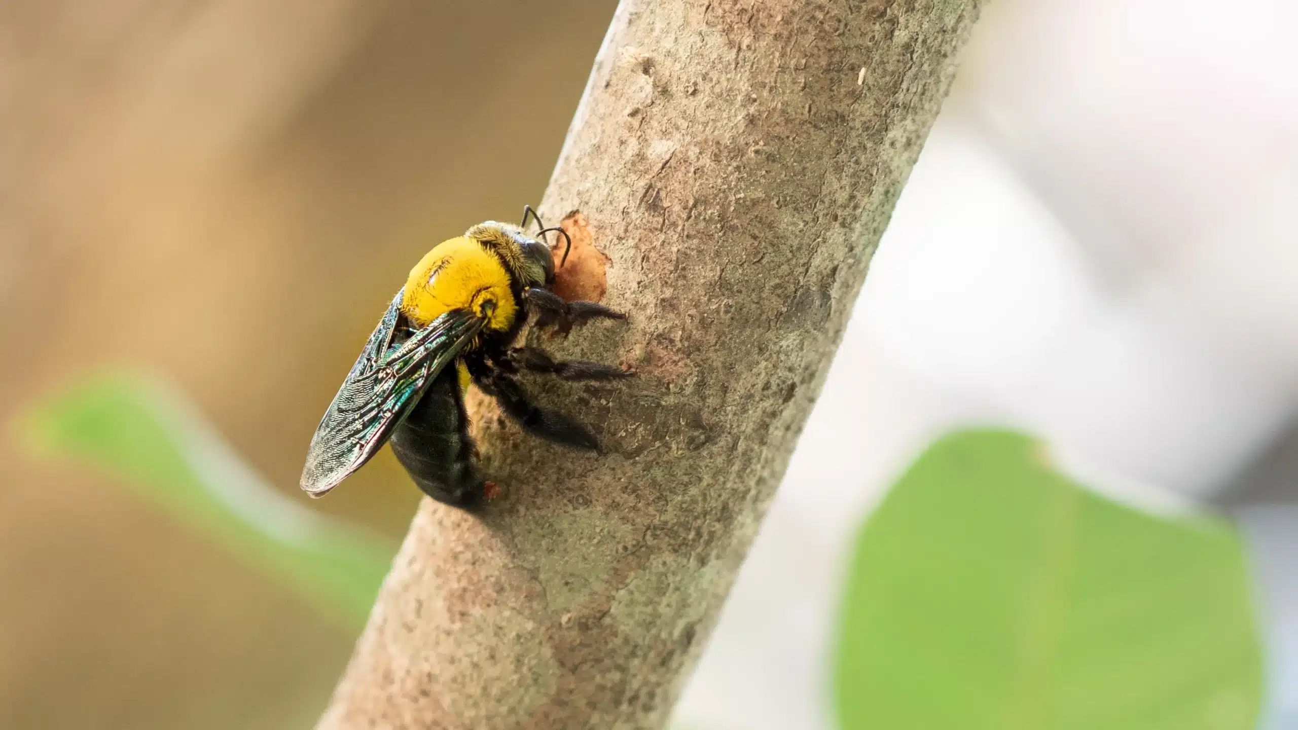 Preventing Carpenter Bees in North and South Carolina