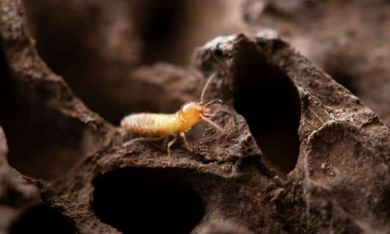 Eastern Subterranean Termite - Anticimex Carolinas Pest Control