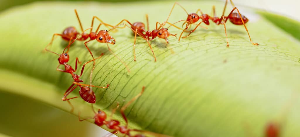 Fire Ant Control in North Carolina and South Carolina