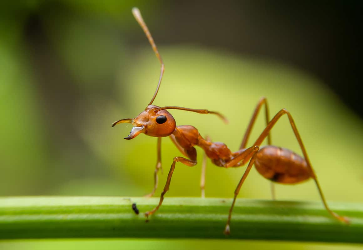 Fire Ant Exterminator