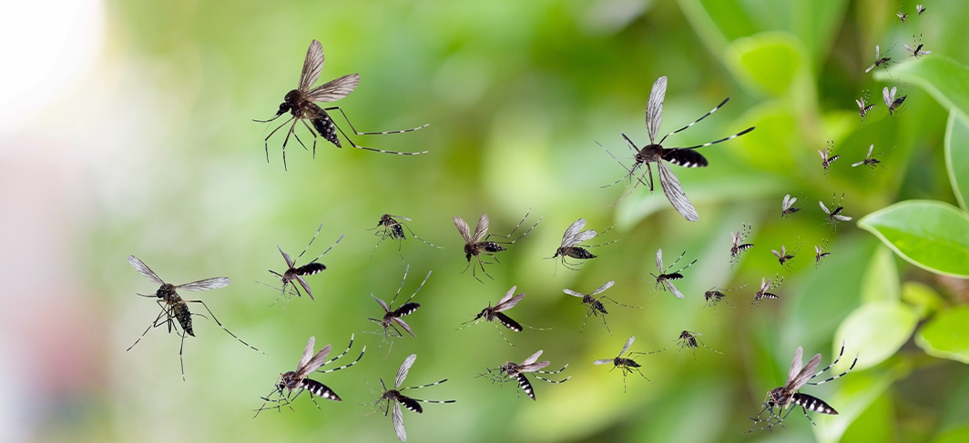 Get Rid of Mosquitos in South Carolina and North Carolina