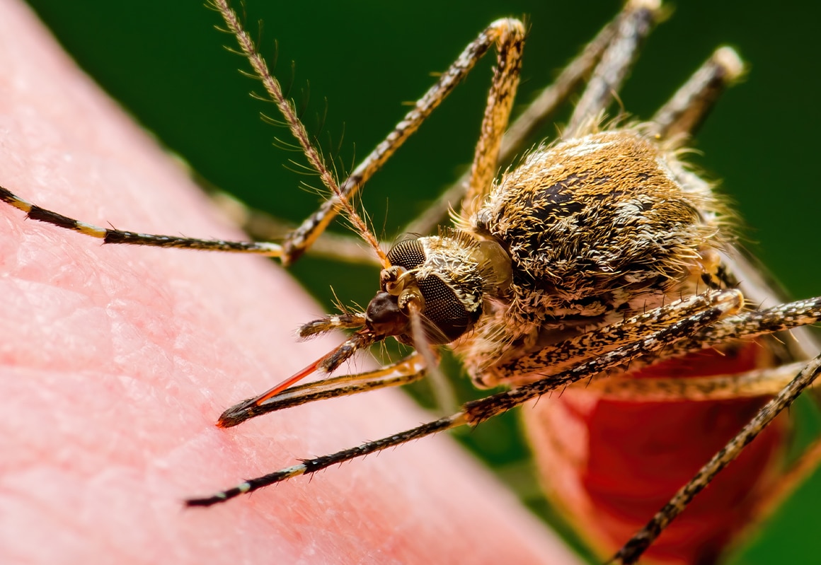 Mosquito Exterminator in North Carolina and South Carolina