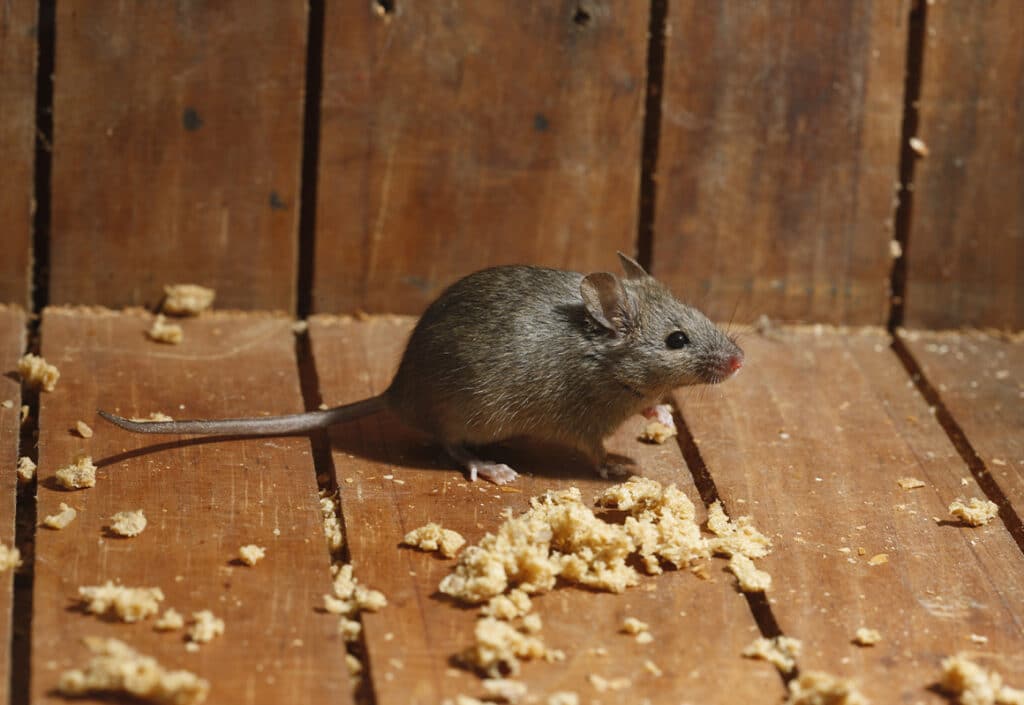 Mouse Exterminator in North Carolina and South Carolina