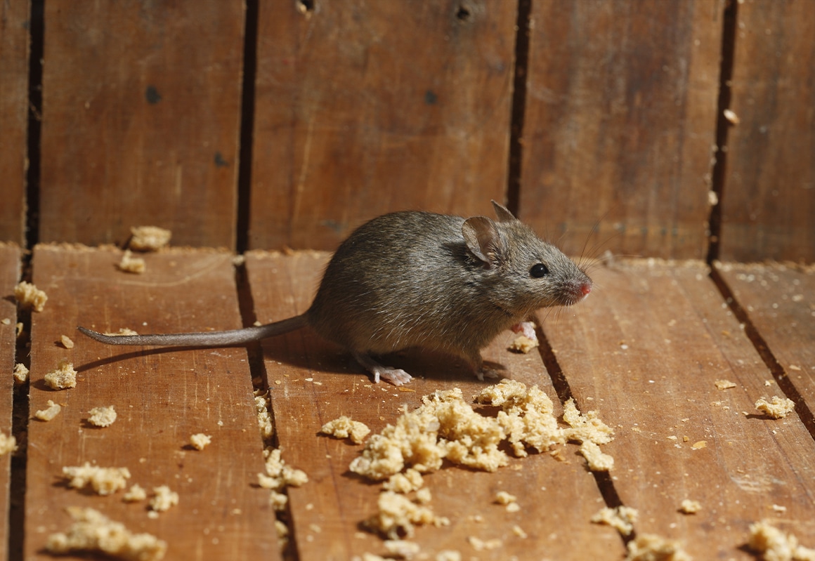 Mouse Exterminator in North Carolina and South Carolina