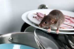 How to Tell You Have a Mouse Infestation