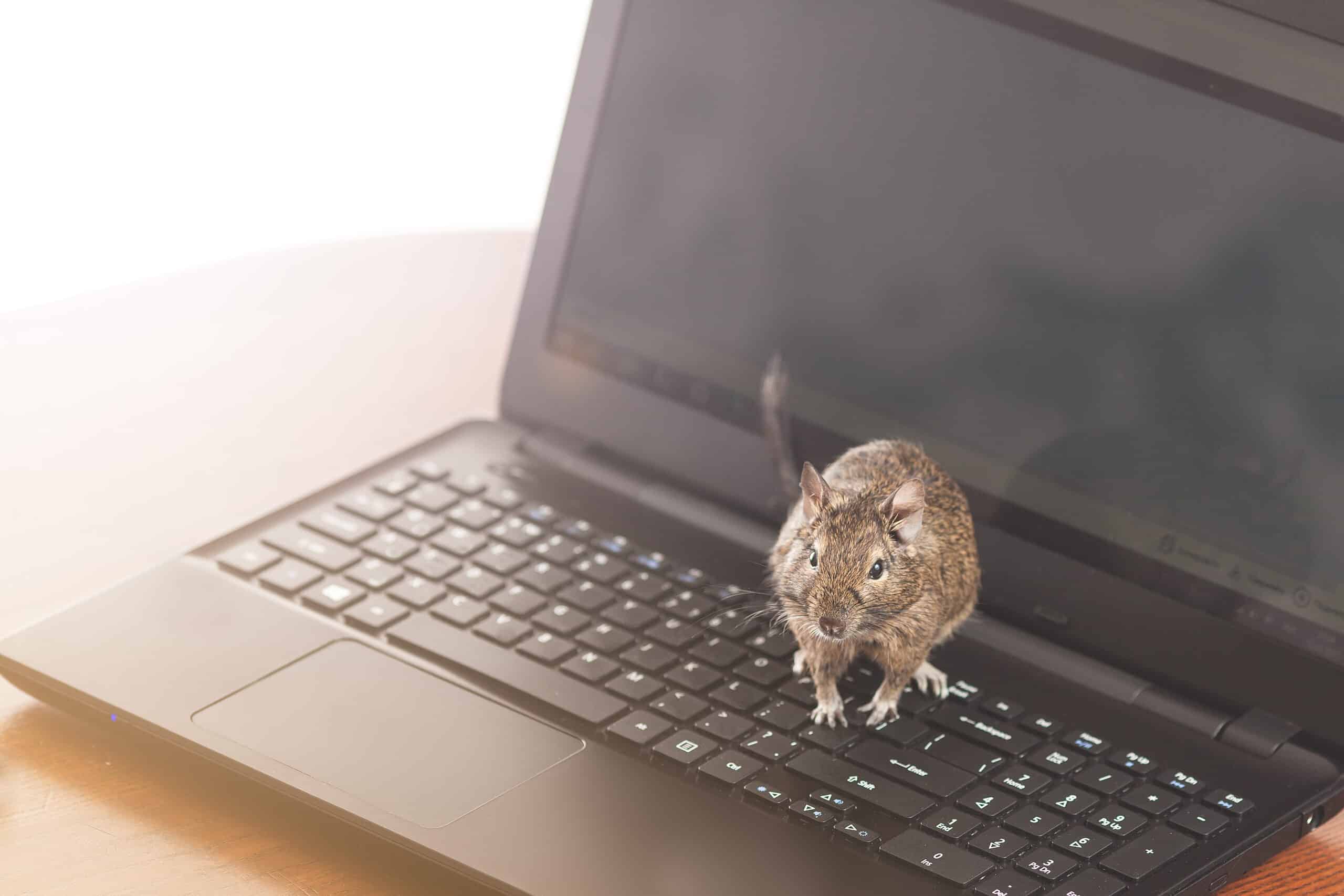 Rat in Office