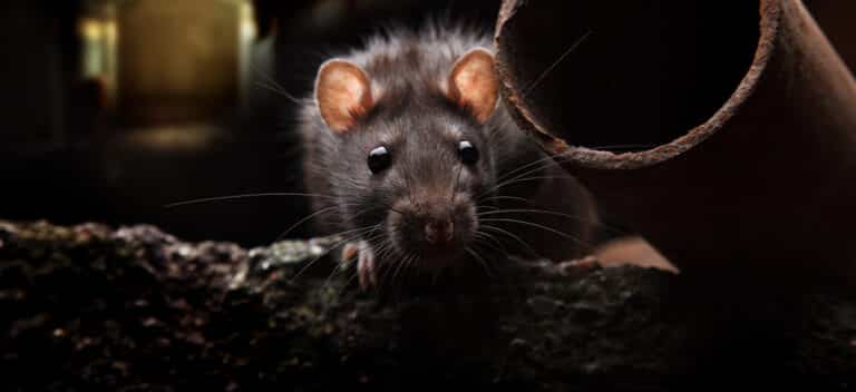 Rat control in Columbia, SC