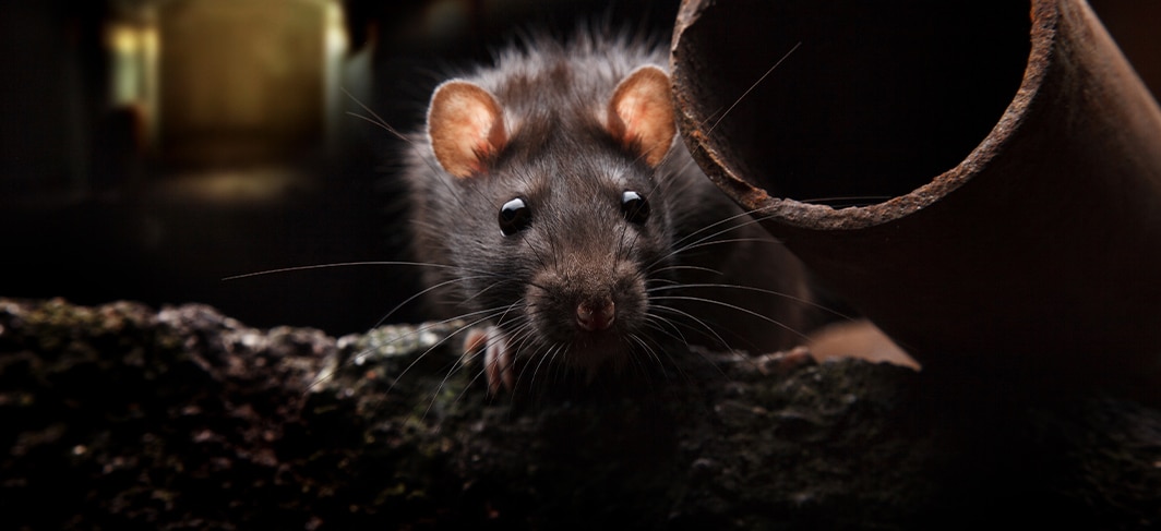 Rat control in Columbia, SC