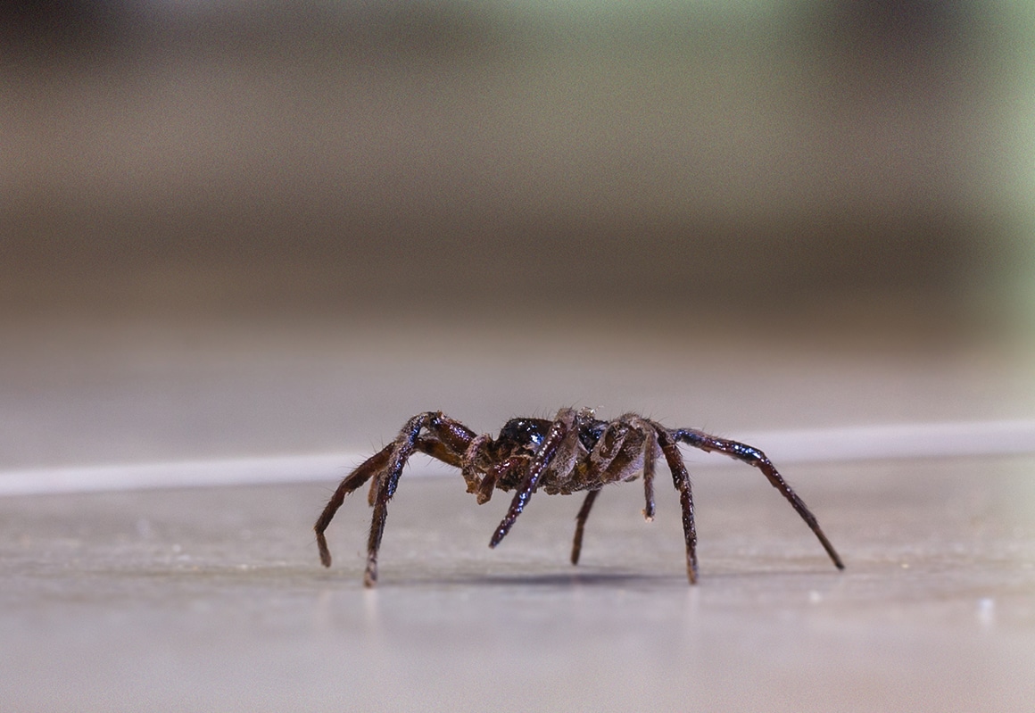 Spider Exterminator in North Carolina and South Carolina