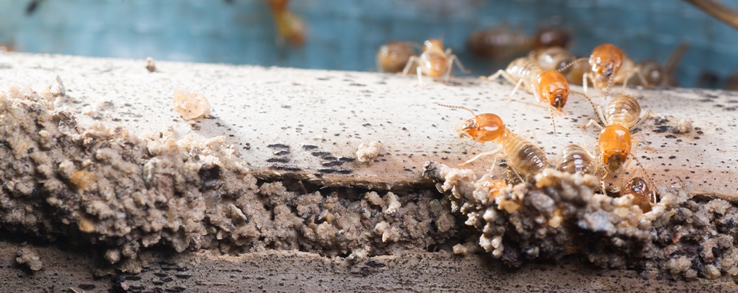 Termite Treatments in North Carolina and South Carolina