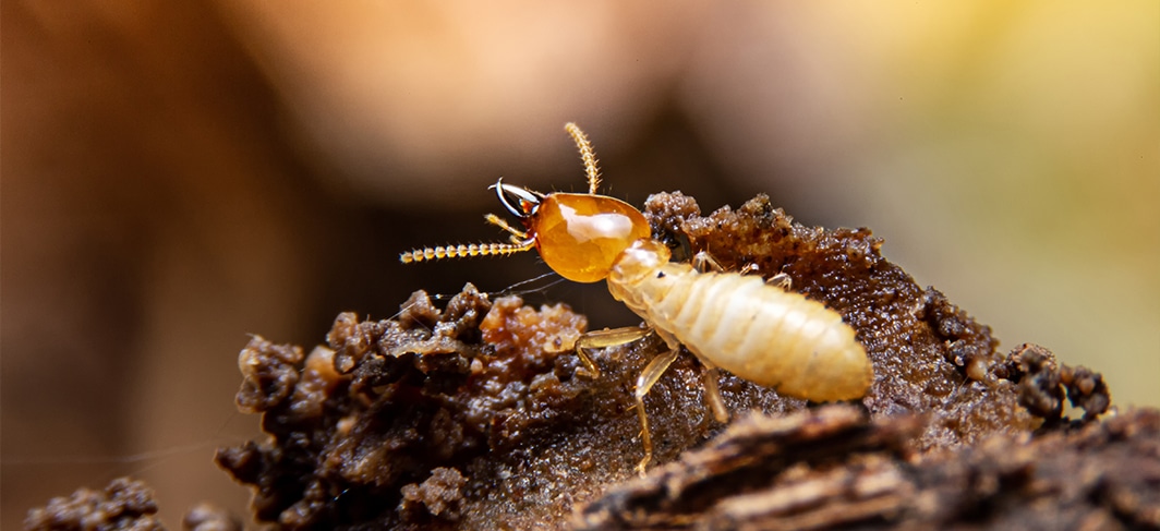 Get Rid of Termites in North Carolina and South Carolina