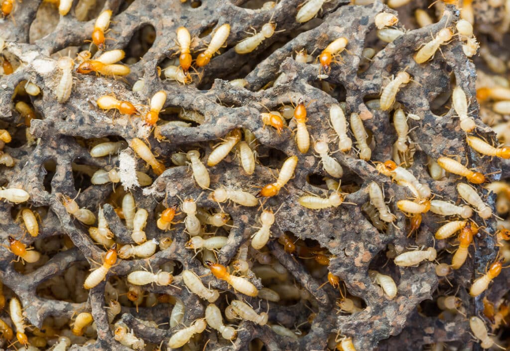 Termites in North Carolina and South Carolina