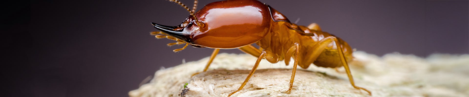 Termite Control in South Carolina and North Carolina