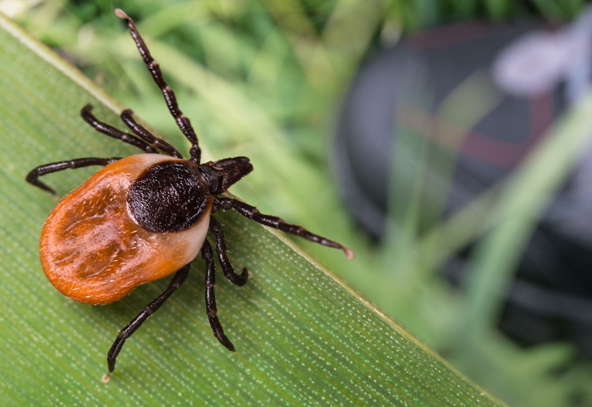 Pest Control in North Carolina