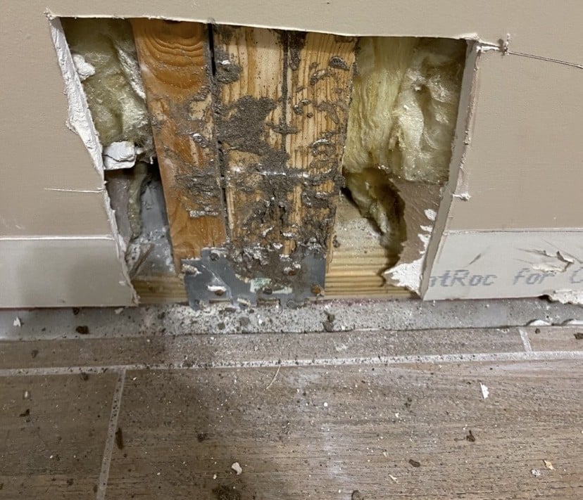 Termite Damage Inside Wall