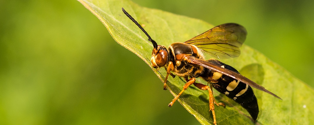 Wasp Prevention in North Carolina and South Carolina