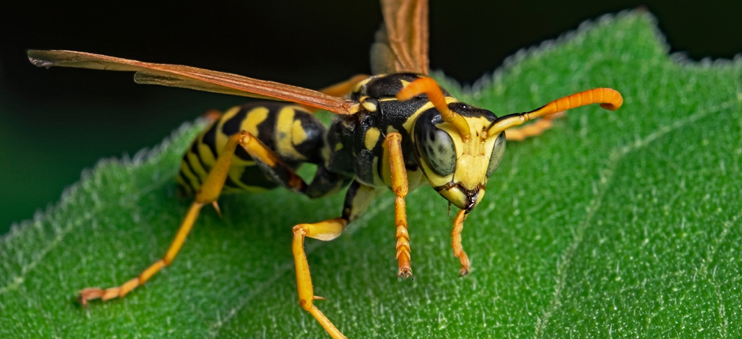 Wasp Control in North Carolina and South Carolina