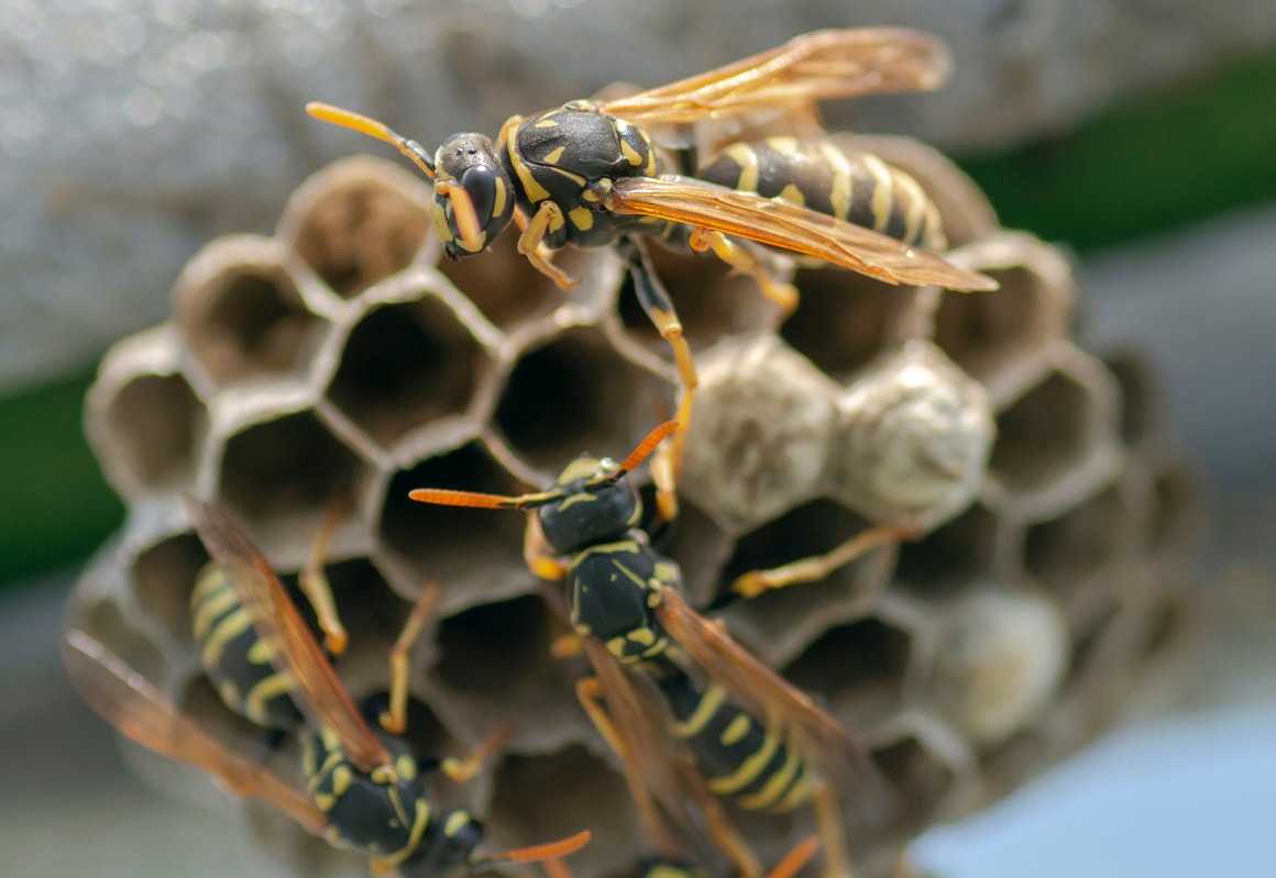Wasp Exterminator in North and South Carolina