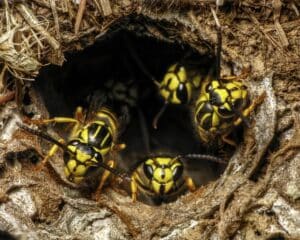 Park Pest Control in North Carolina and South Carolina